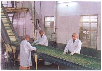 See Modern 
      IQF